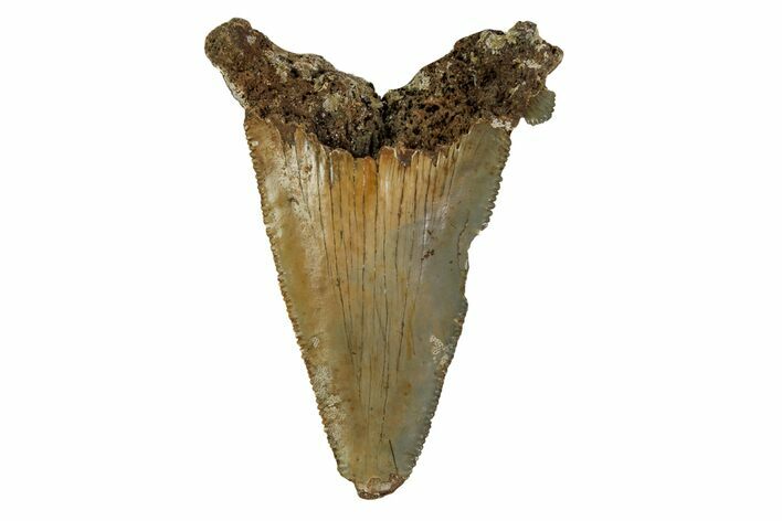 Bargain, Angustidens Tooth - Megalodon Ancestor #163336
